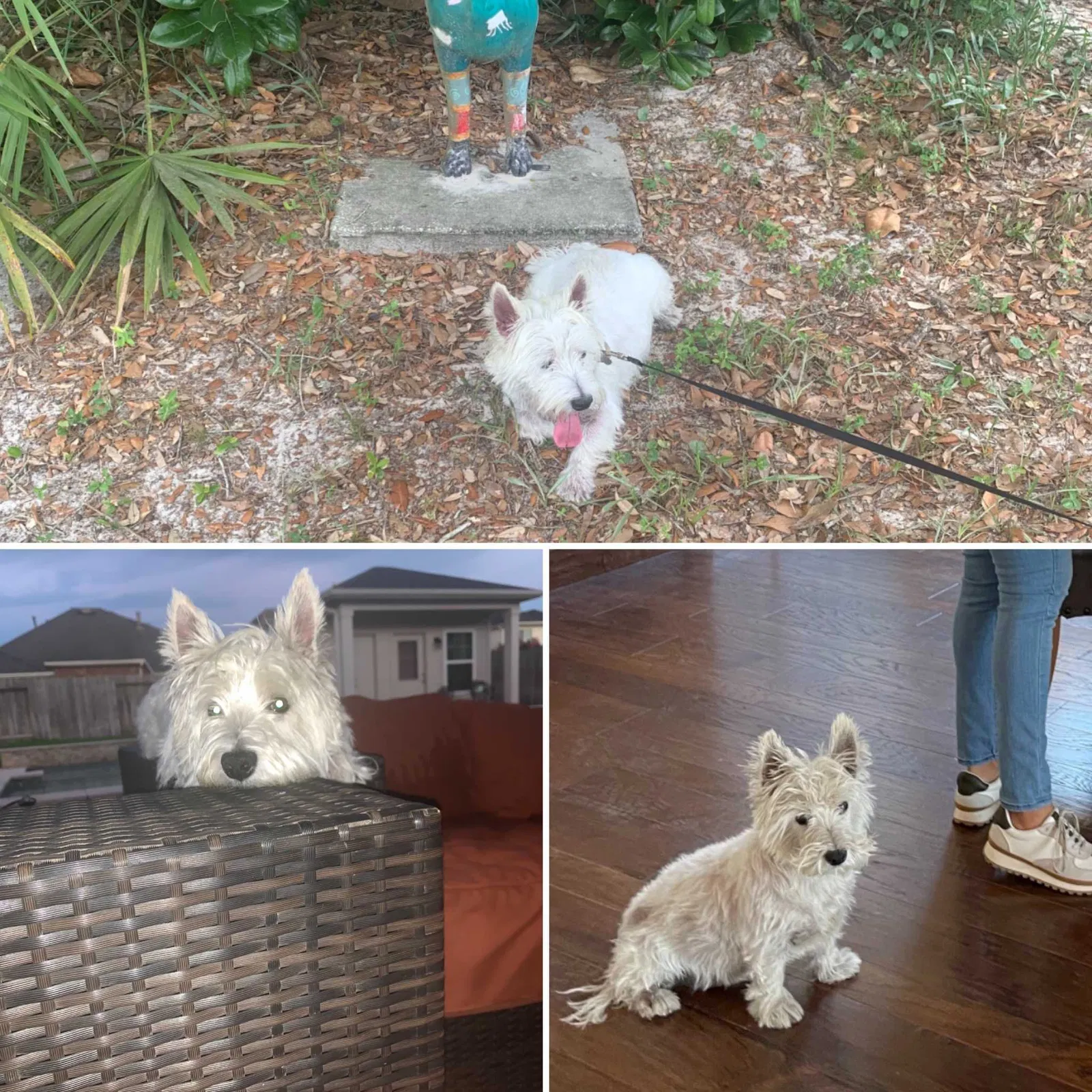 Lost dog in Katy, TX, 77494