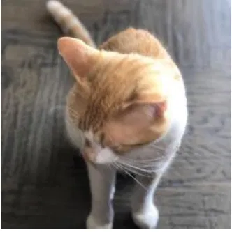 Lost cat in Crowley, TX, 76036
