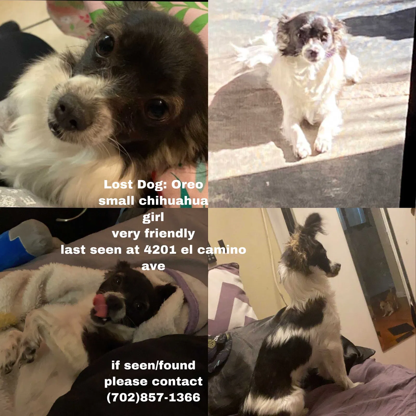 Lost dog in Las Vegas, NV, 89102