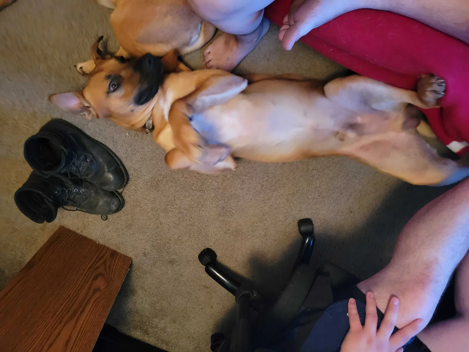 Lost dog in San Antonio, TX, 78264