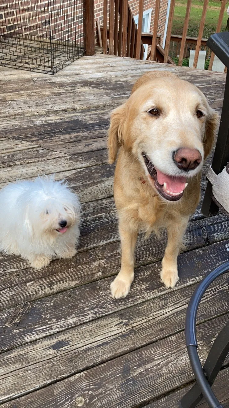 Lost dog in Warrenton, VA, 20186