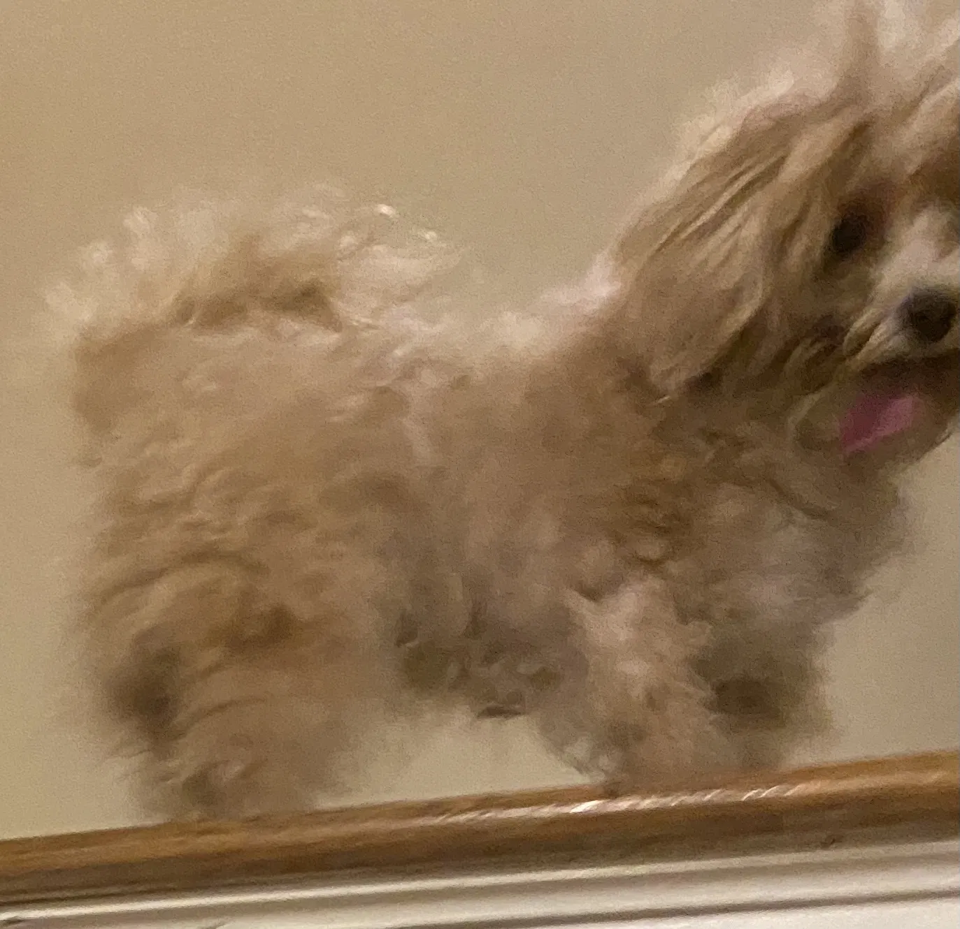 Lost dog in Lawrence Township, NJ, 8648
