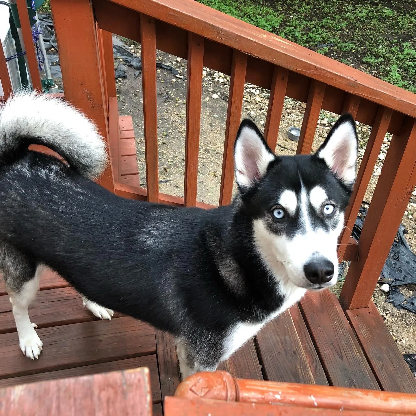 Lost dog in San Antonio, TX, 78228
