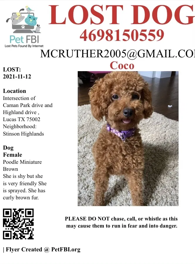 Lost dog in Allen, TX, 75002