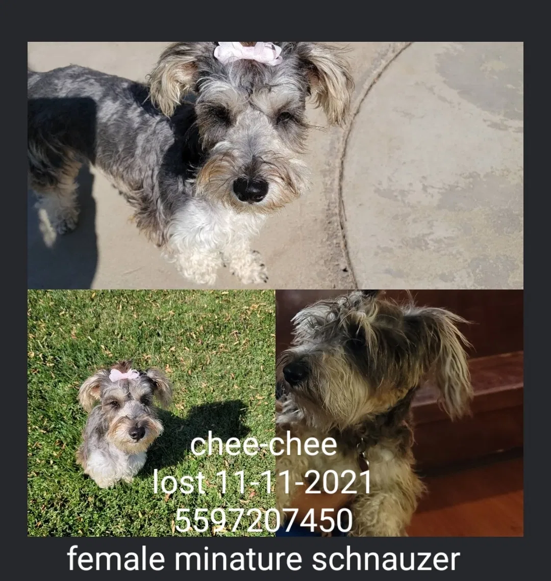 Lost dog in Fresno, CA, 93722
