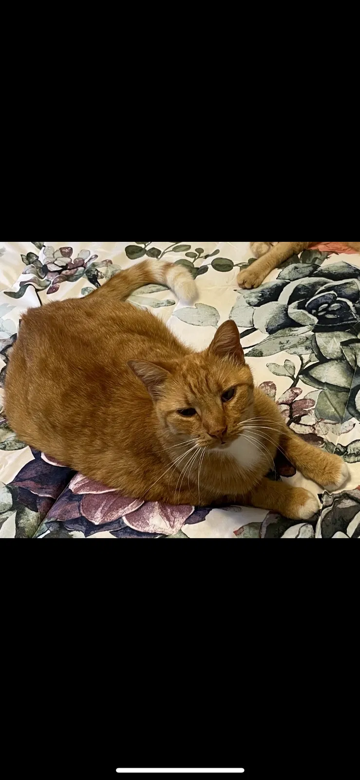 Lost cat in Mandeville, LA, 70448