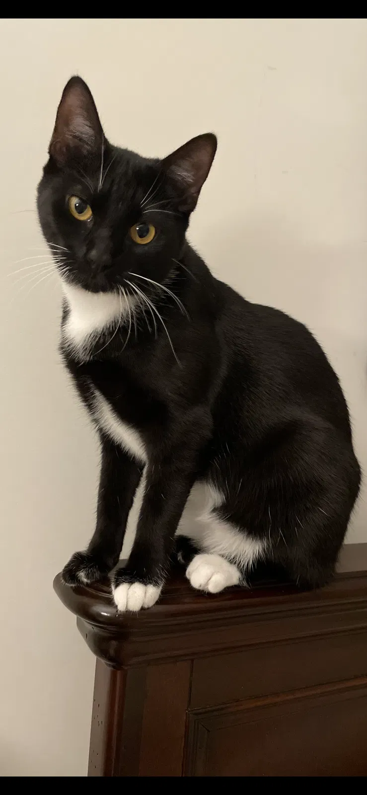 Lost cat in Warrenton, VA, 20186