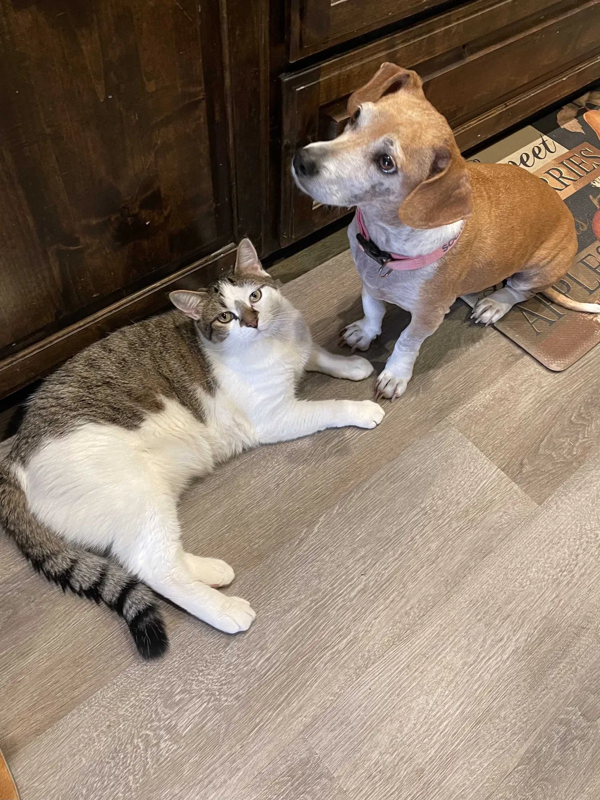 Lost cat in Little Elm, TX, 75068