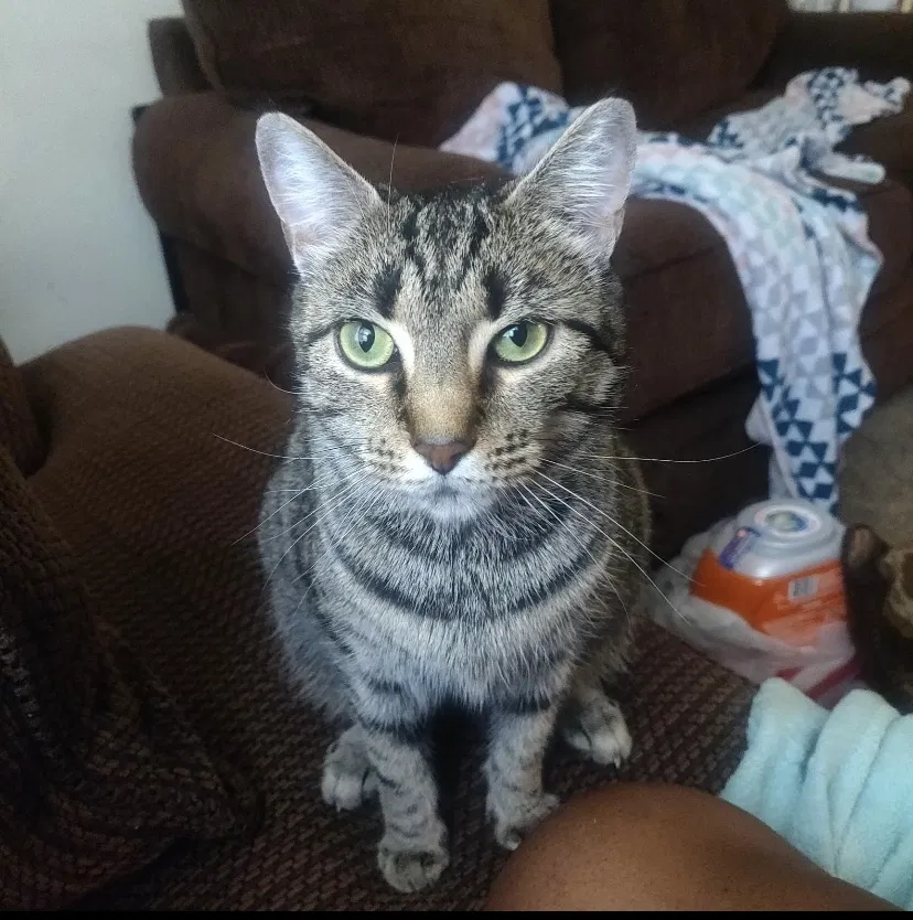 Lost cat in Severn, MD, 21144