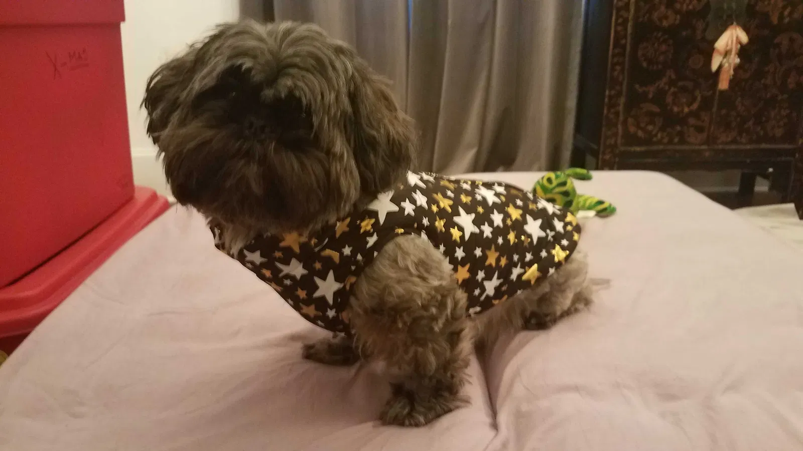 Lost dog in New Orleans, LA, 70125