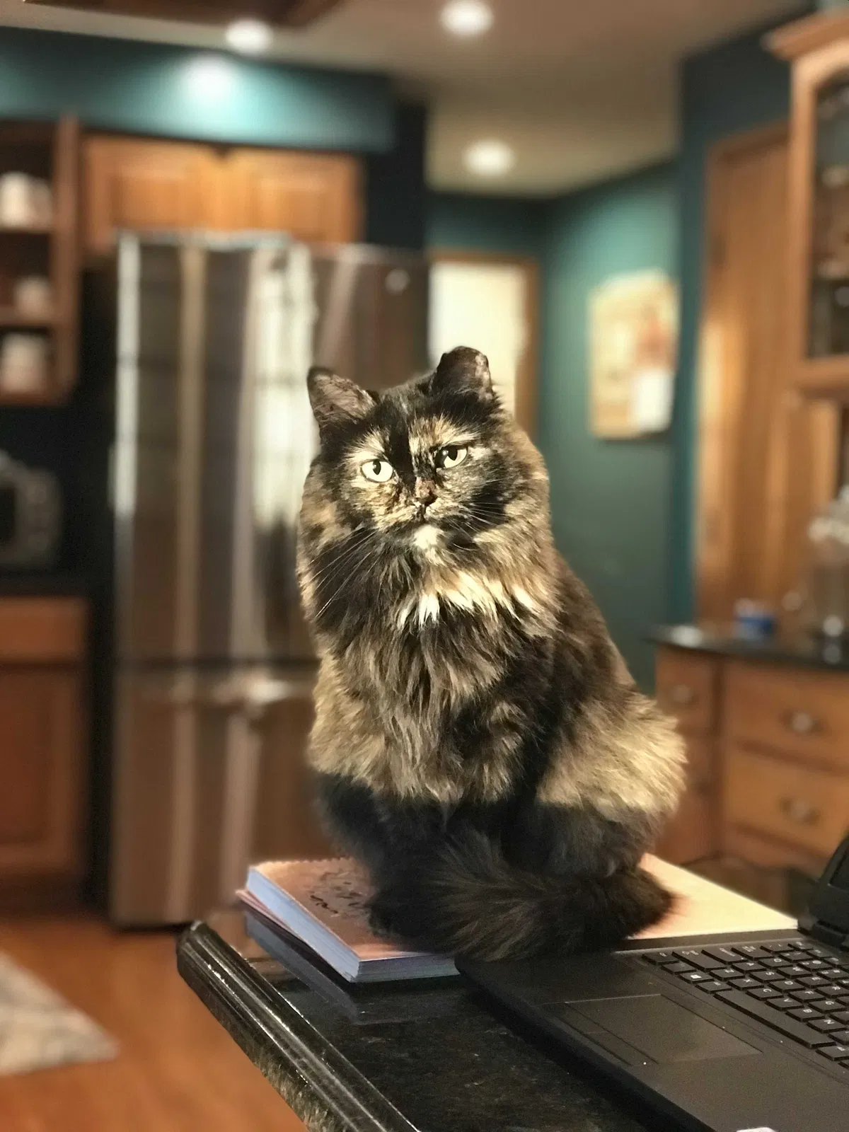 Lost cat in Cranberry Twp, PA, 16066