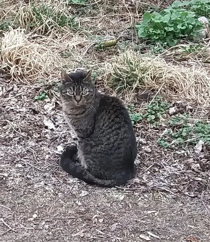 Lost cat in Sullivan, WI, 53178