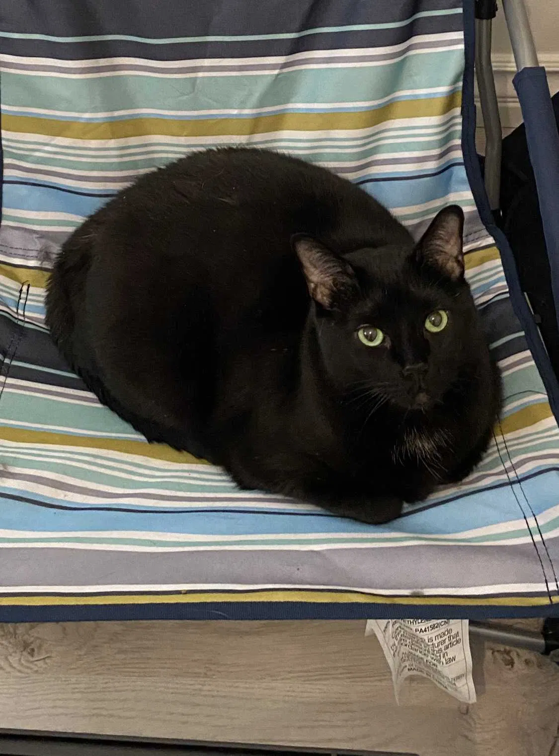 Lost cat in Reseda, CA, 91335