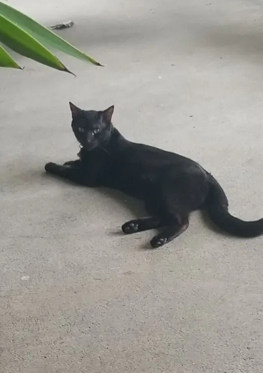 Lost cat in Edwardsville, IL, 62025