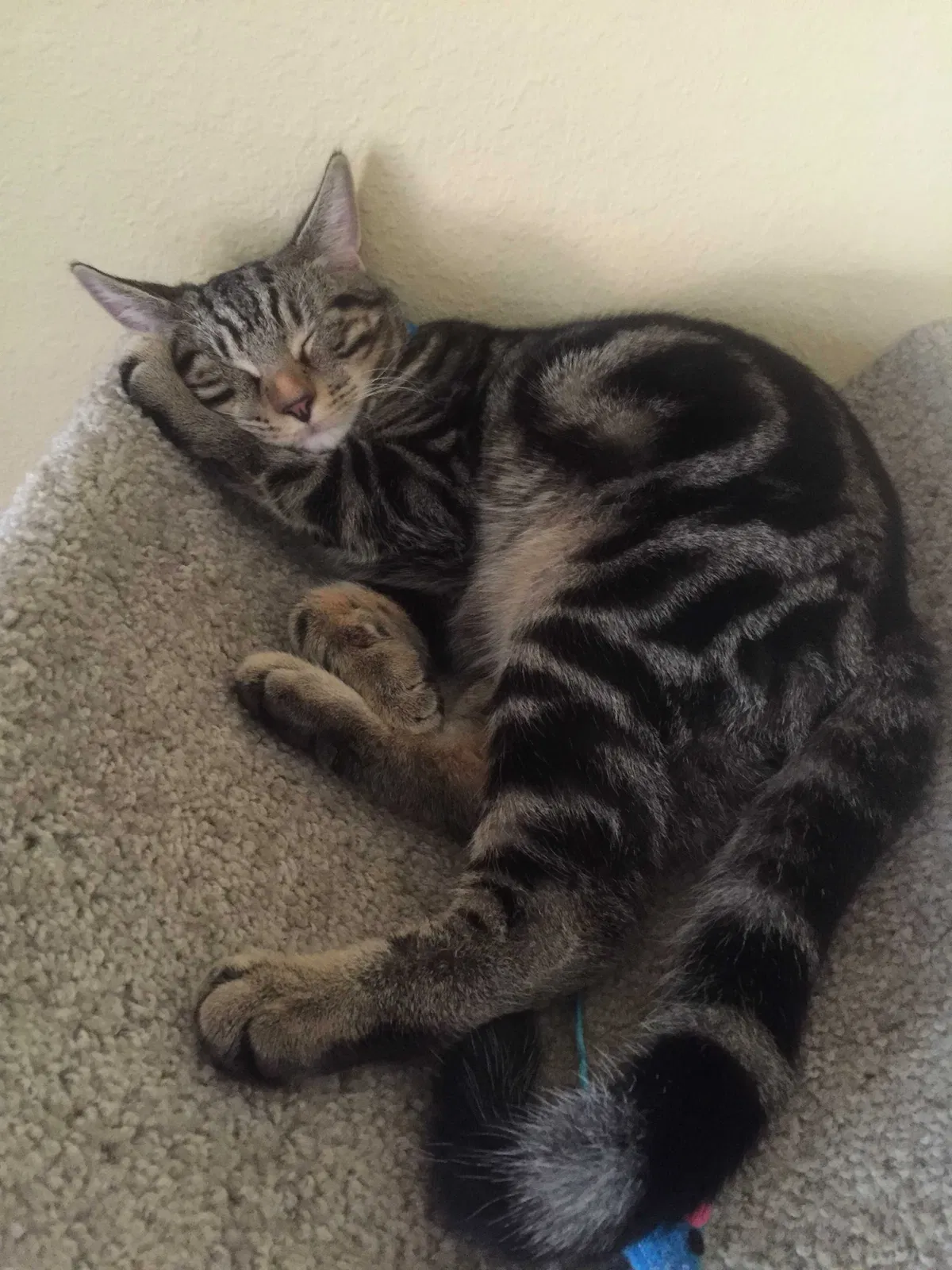 Lost cat in Katy, TX, 77494