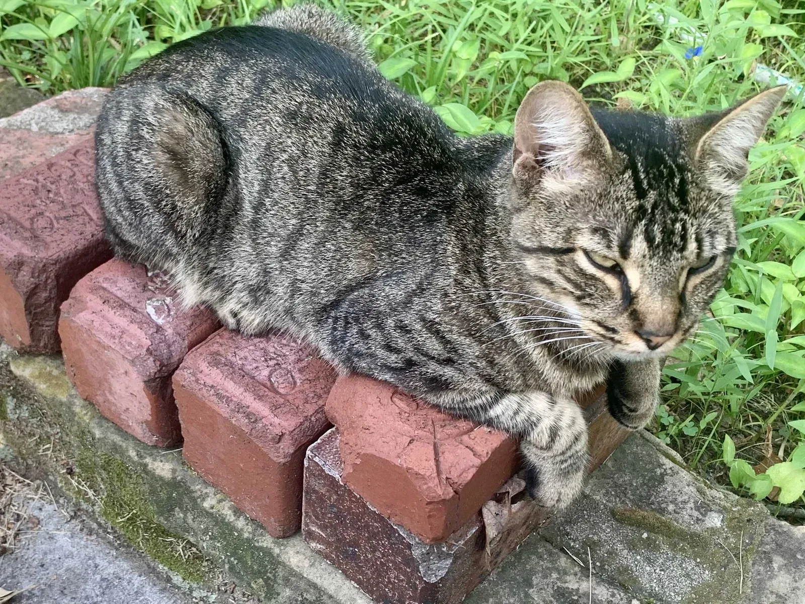 Lost cat in Oklahoma City, OK, 73127