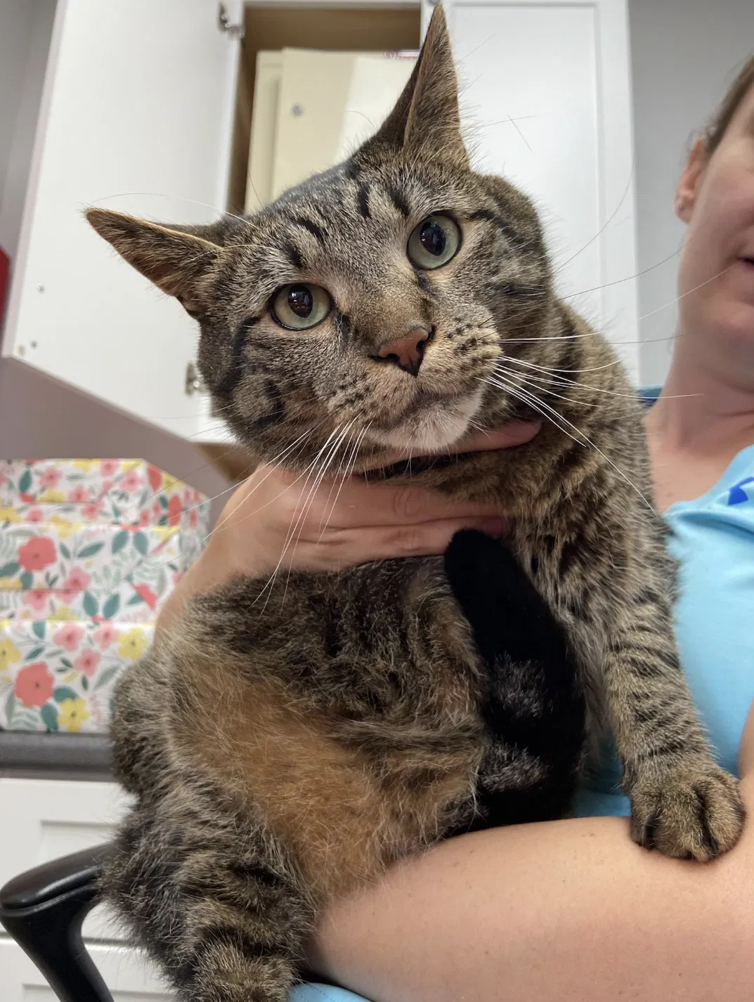 Lost cat in Clive, IA, 50325