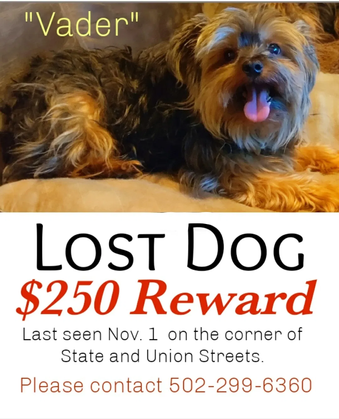 Lost dog in New Albany, IN, 47150