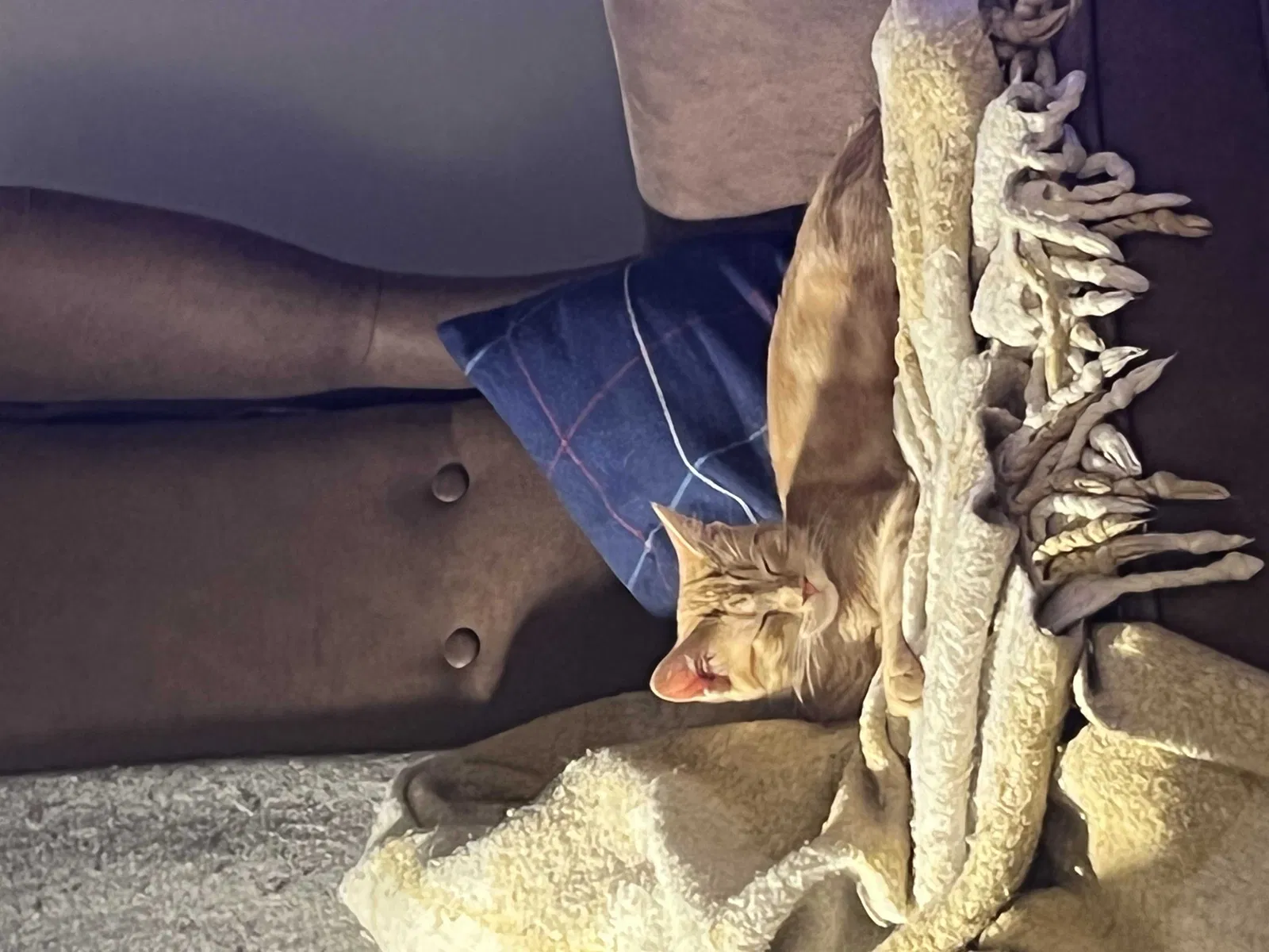 Lost cat in Indianapolis, IN, 46237