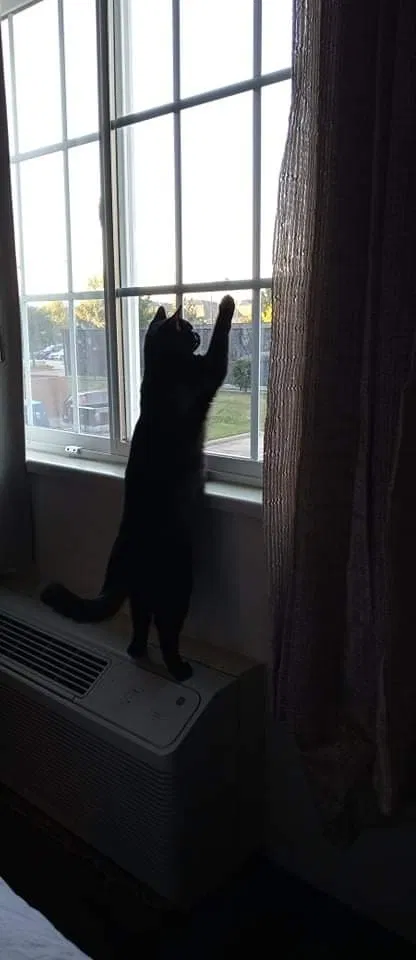 Lost cat in Plano, TX, 75024