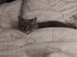 Lost cat in New Port Richey, FL, 34655