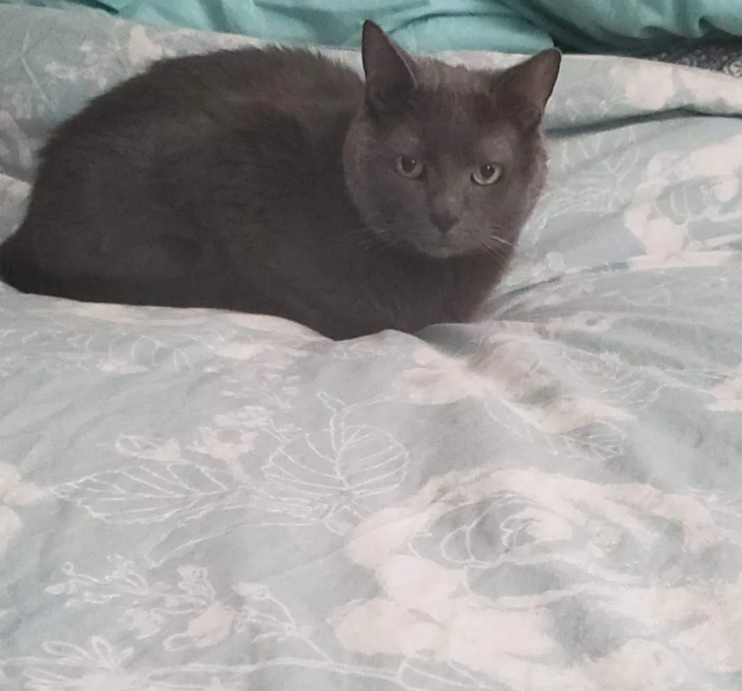 Lost cat in Pittsburgh, PA, 15239