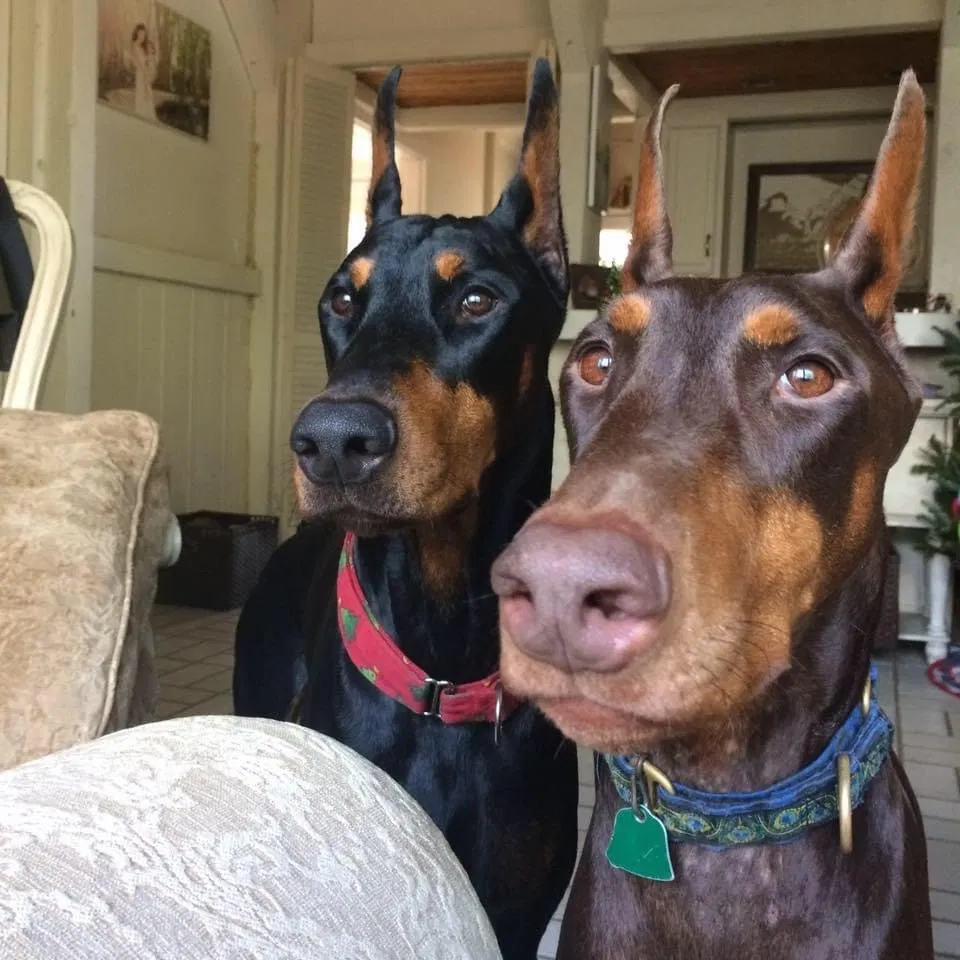 Lost dog in New Orleans, LA, 70114