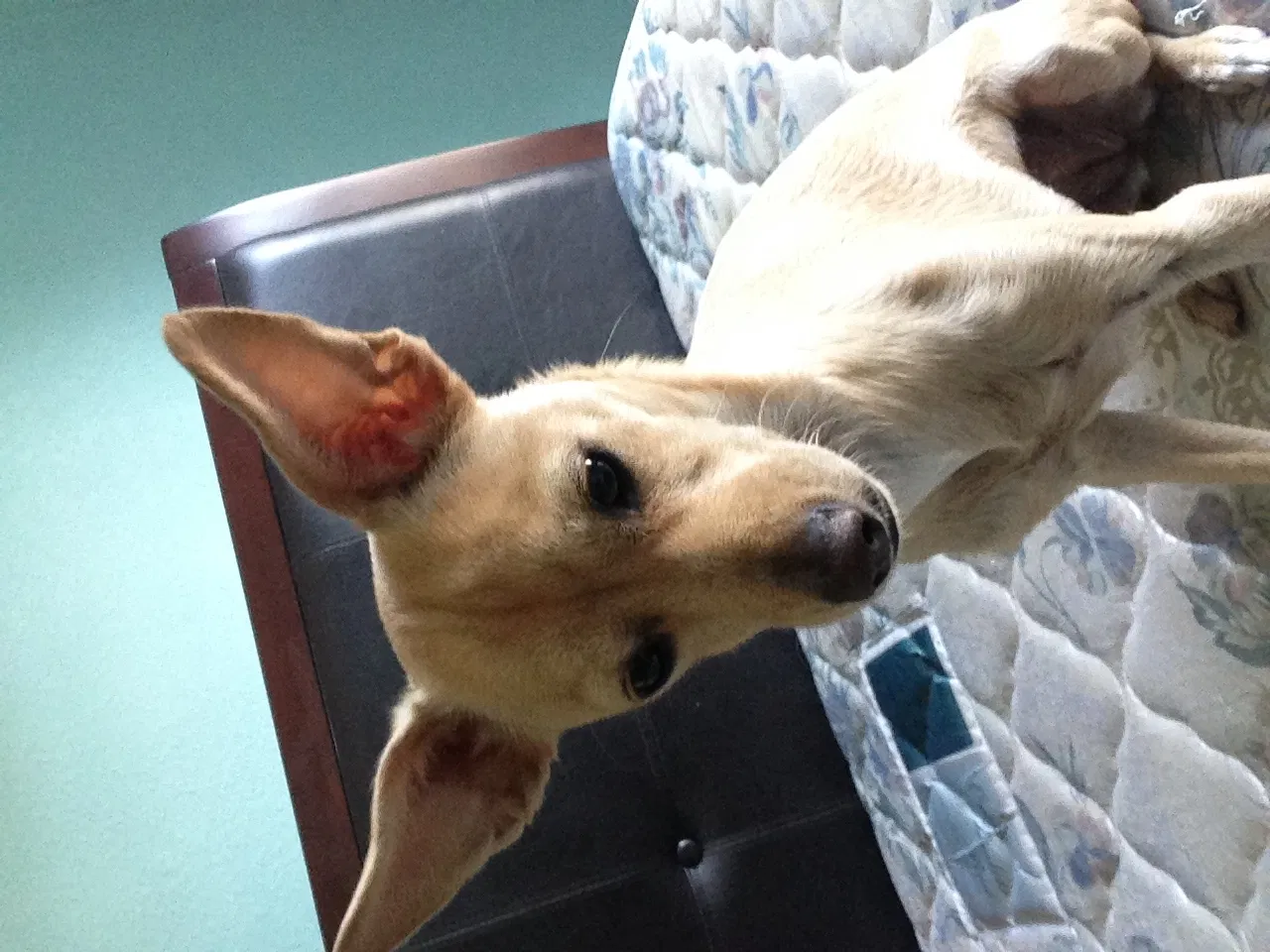 Lost dog in Los Angeles, CA, 90011