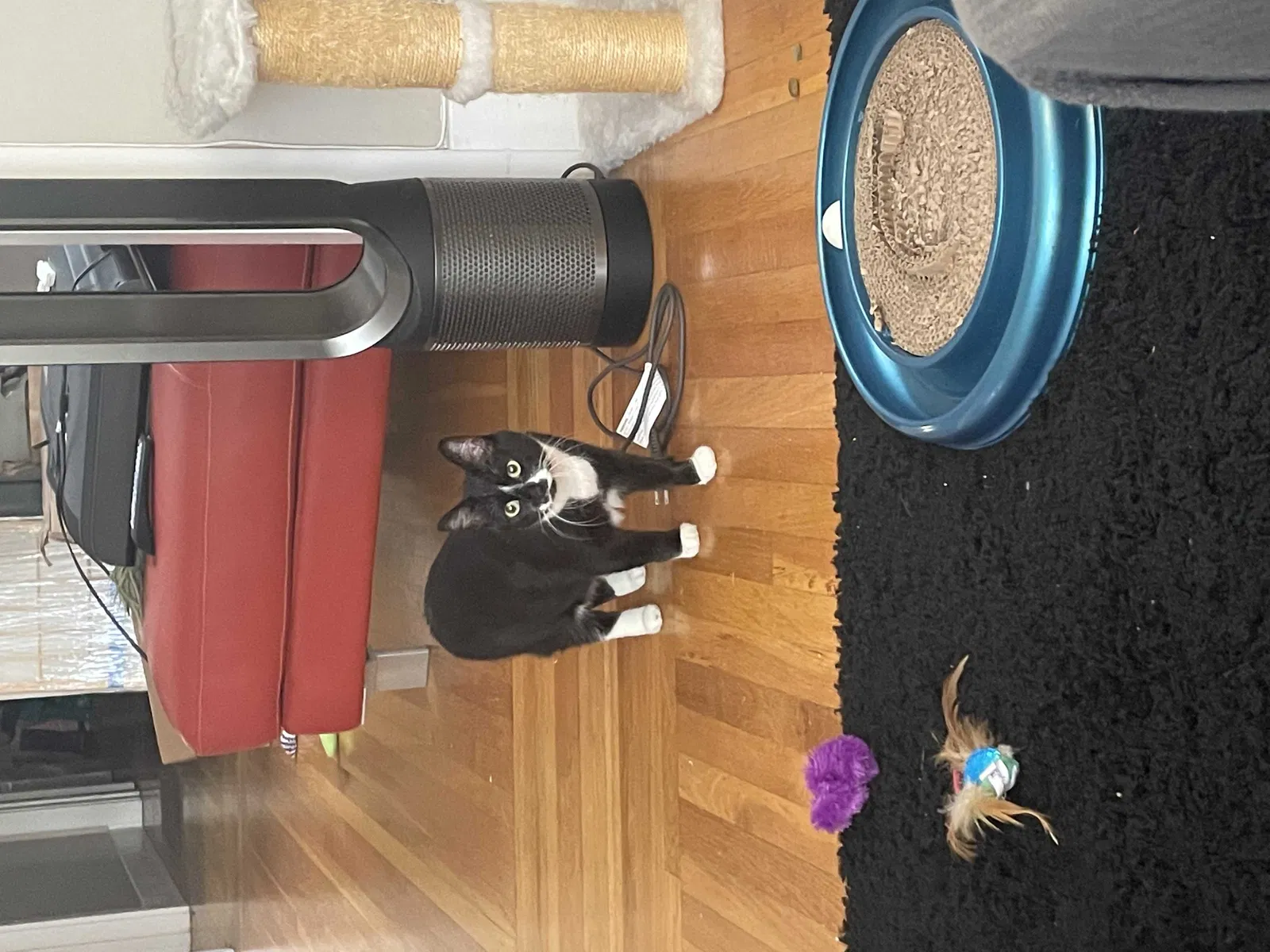 Lost cat in Sacramento, CA, 95816