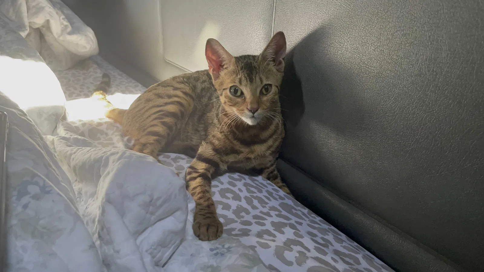 Lost cat in Centreville, MD, 21617