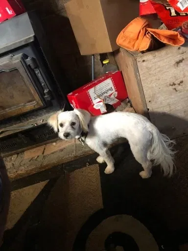 Lost dog in Albuquerque, NM, 87121