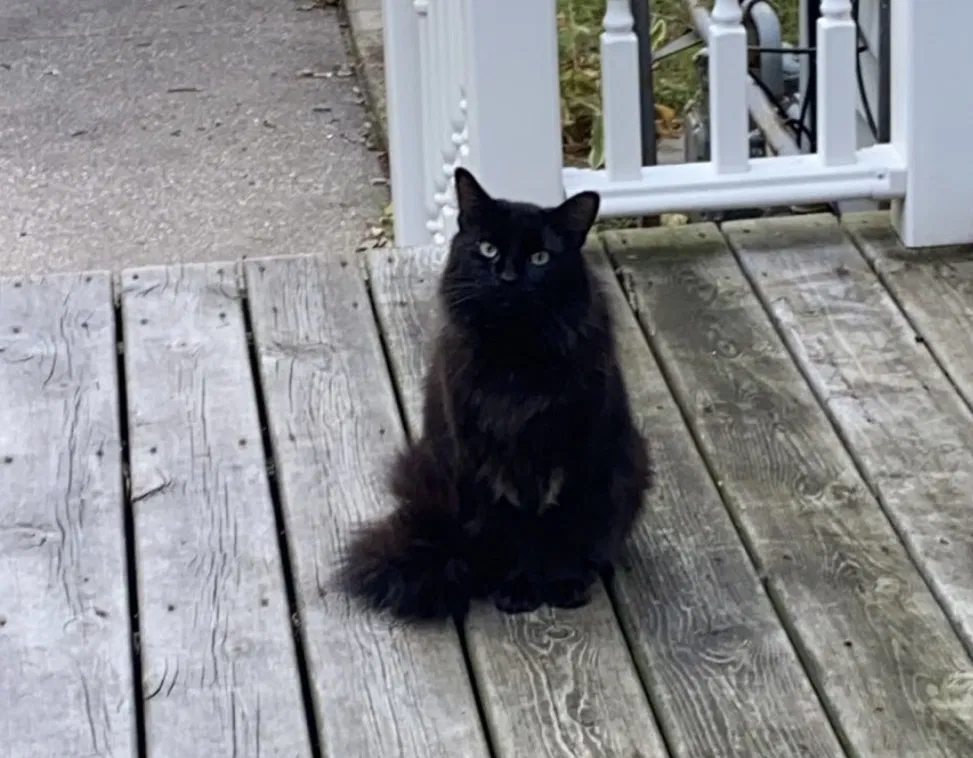Lost cat in Allegan, MI, 49010