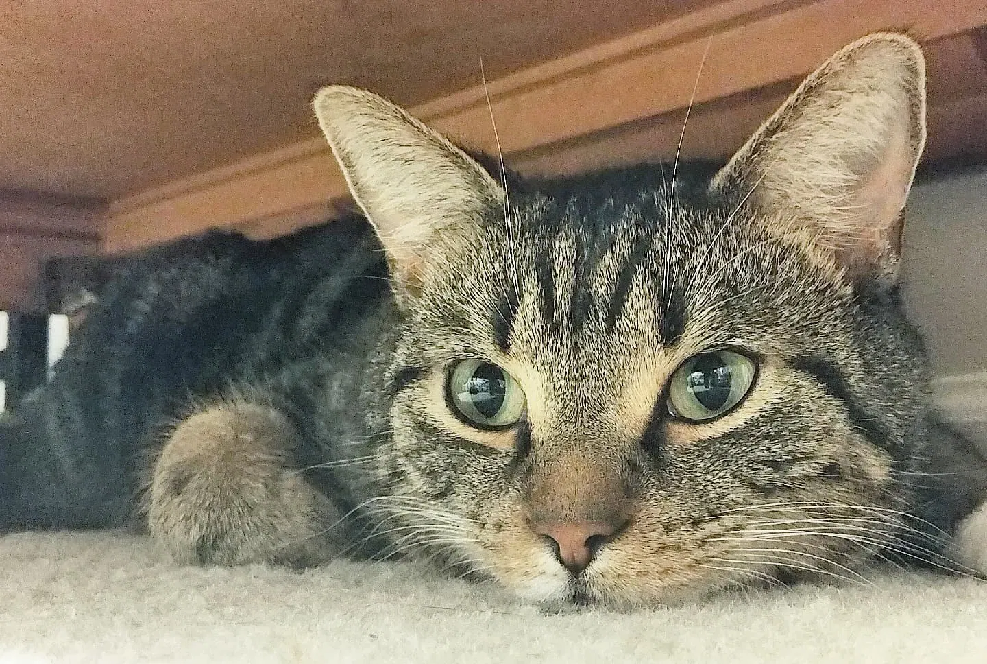 Lost cat in Harrisburg, NC, 28075