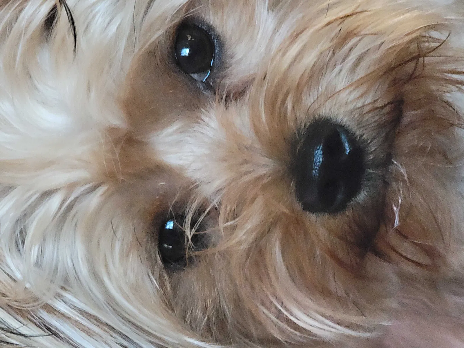 Lost dog in Houston, TX, 77014