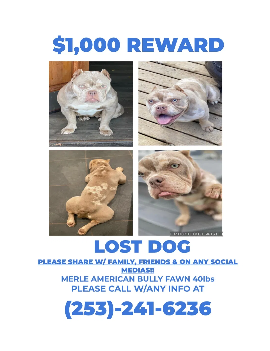 Lost dog in Tacoma, WA, 98446