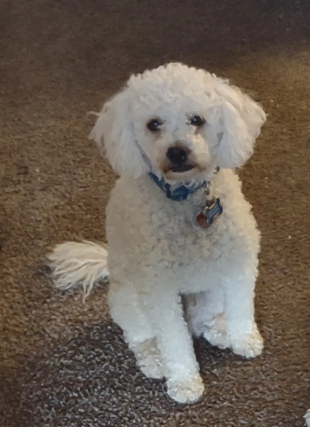 Lost dog in Aurora, CO, 80011