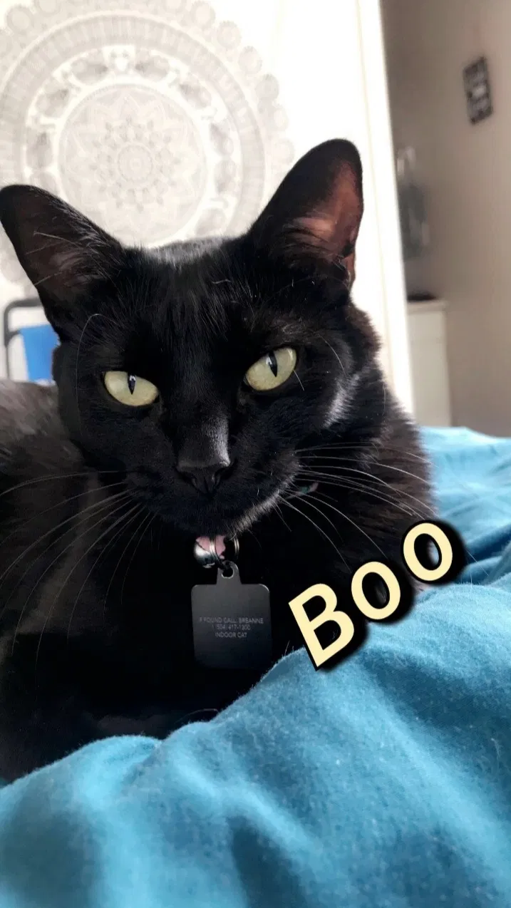 Lost cat in Baton Rouge, LA, 70810