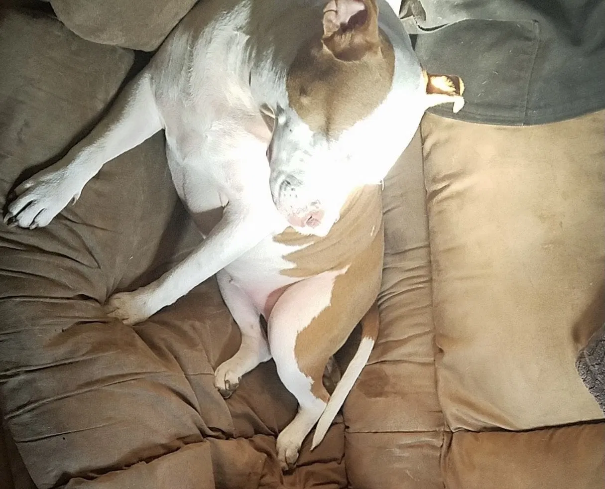 Lost dog in Kansas City, MO, 64117