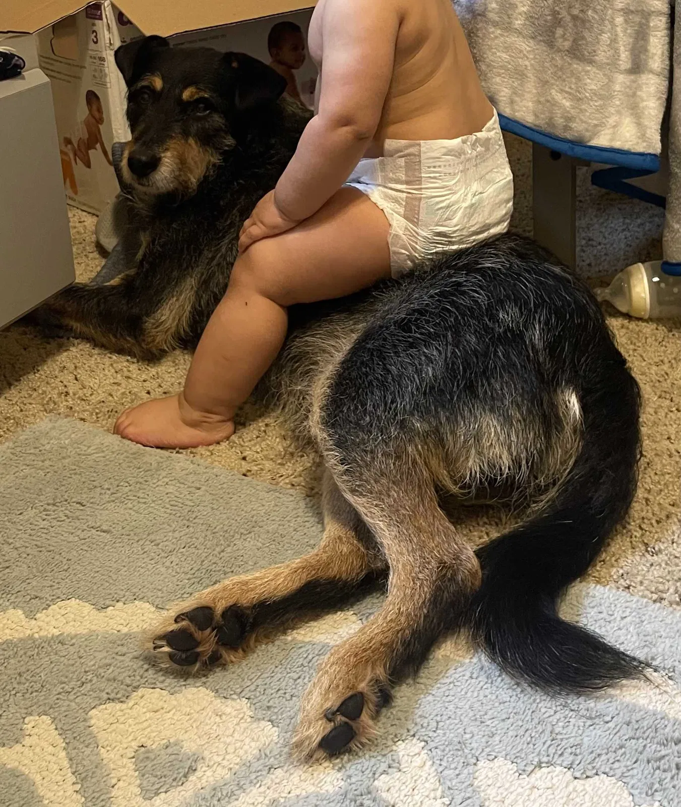 Lost dog in Granbury, TX, 76048