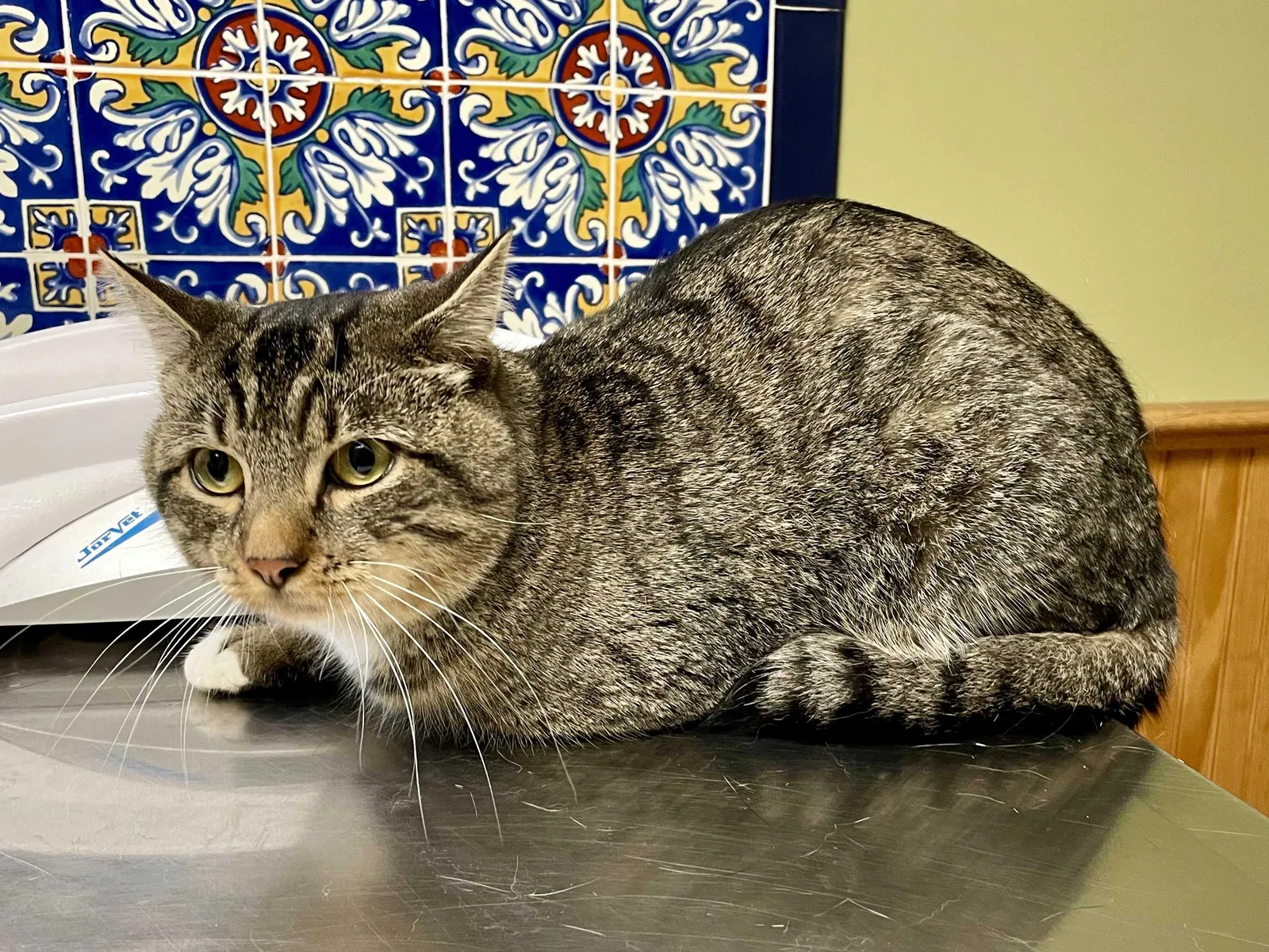 Lost cat in Milford, NJ, 8848