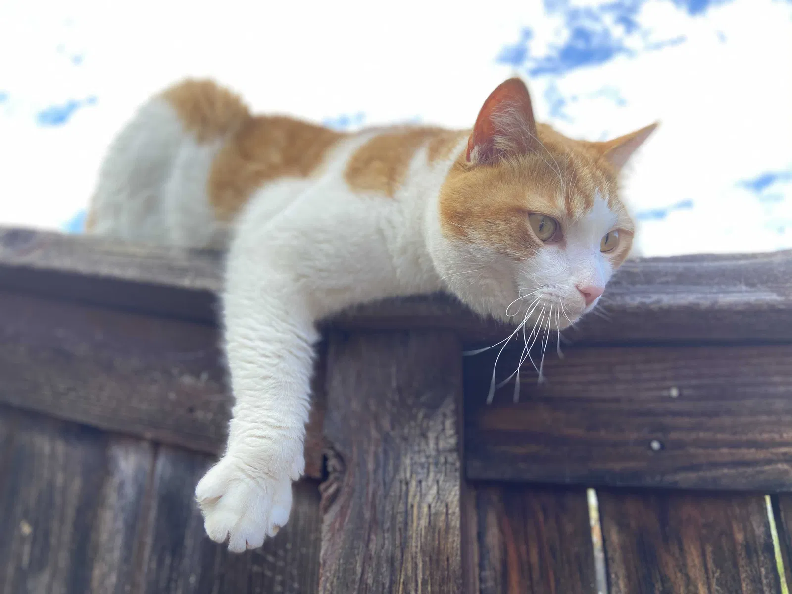 Lost cat in Wildomar, CA, 92595