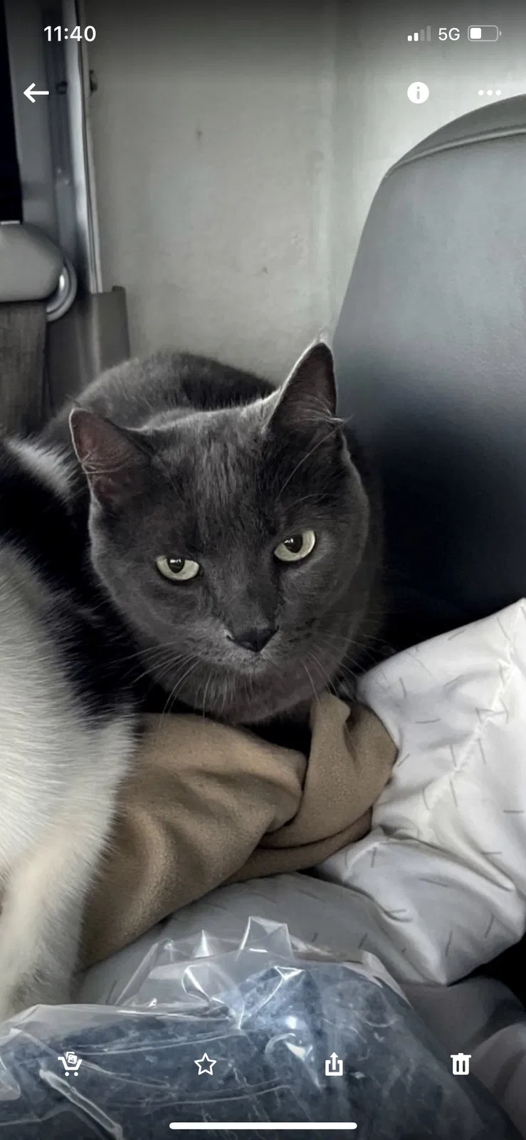 Lost cat in Saint Paul, MN, 55126