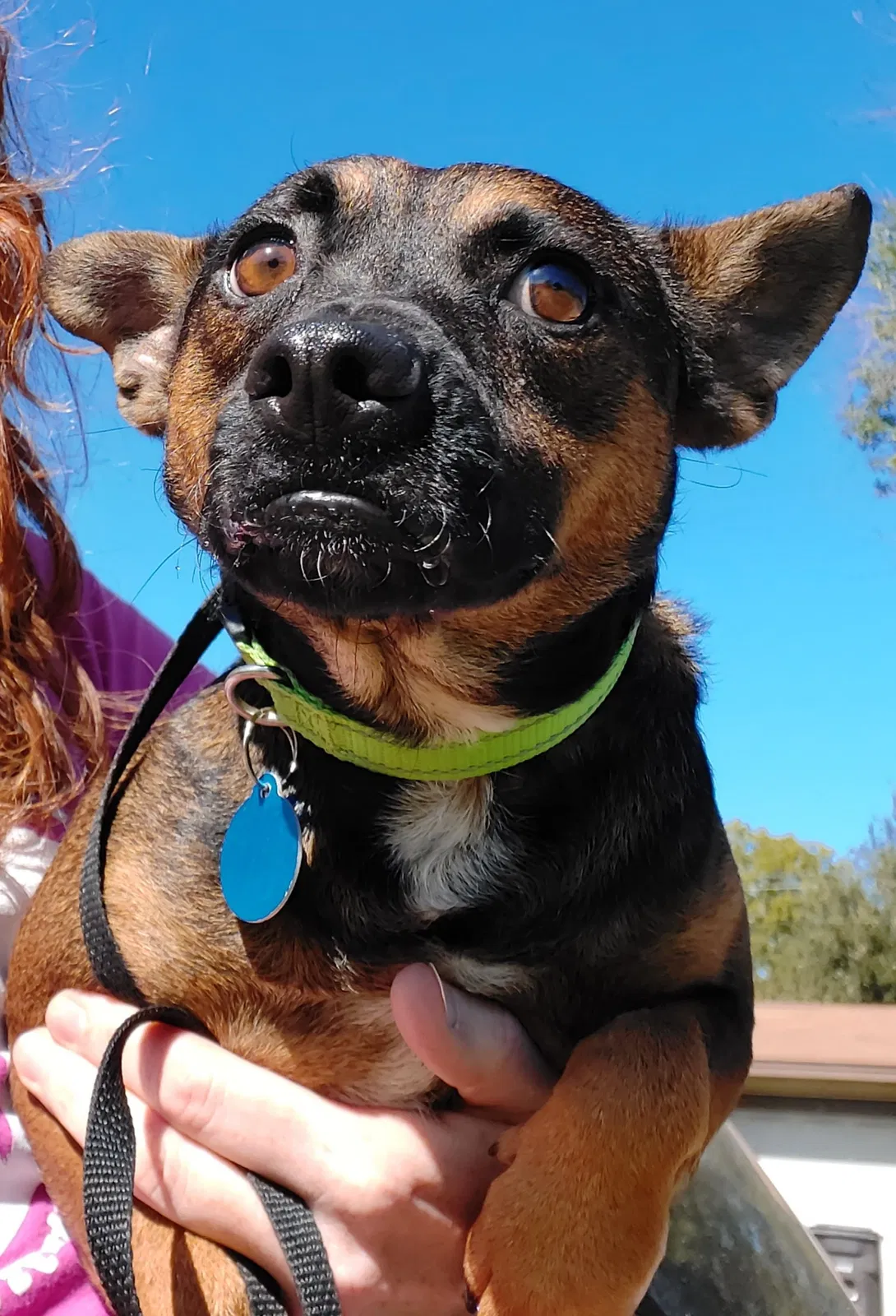 Lost dog in San Antonio, TX, 78218