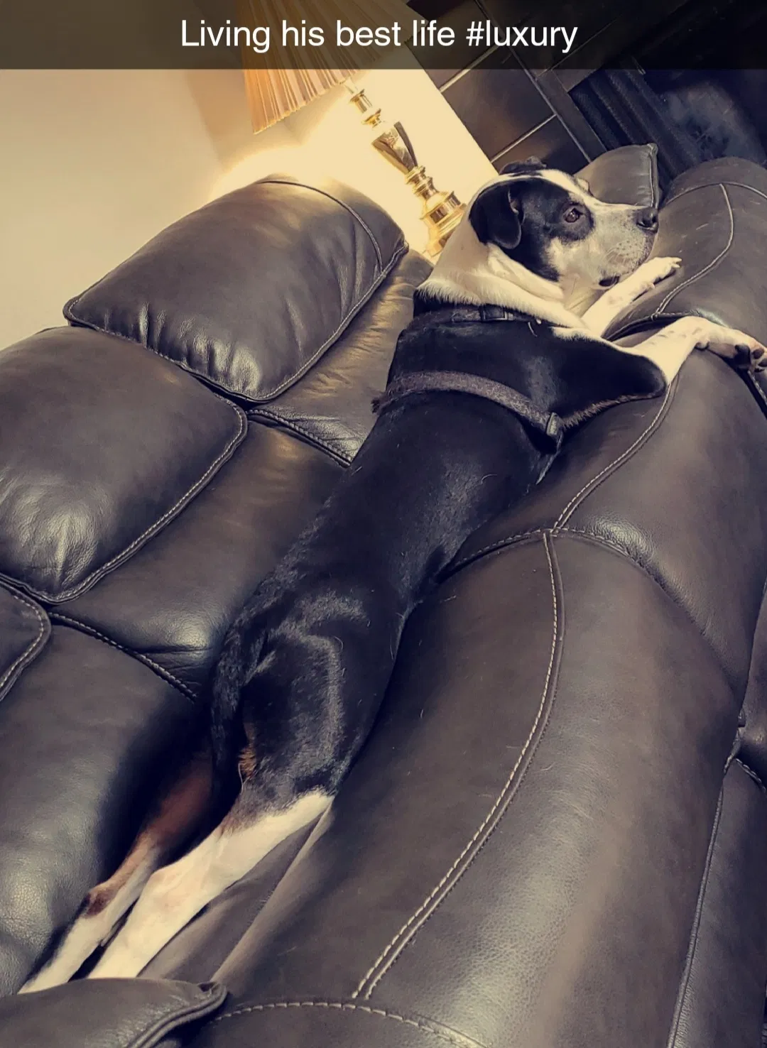 Lost dog in Tulsa, OK, 74133