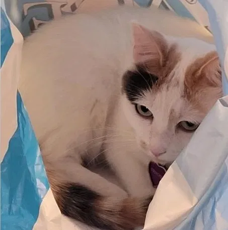 Lost cat in Tucson, AZ, 85710