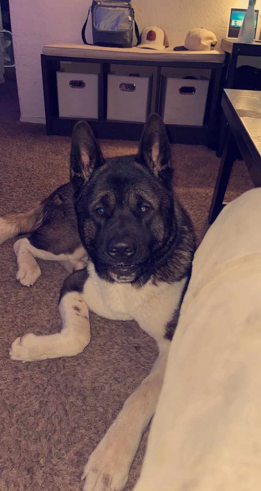 Lost dog in Sacramento, CA, 95838