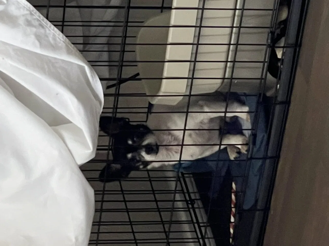 Lost dog in Dallas, TX, 75219