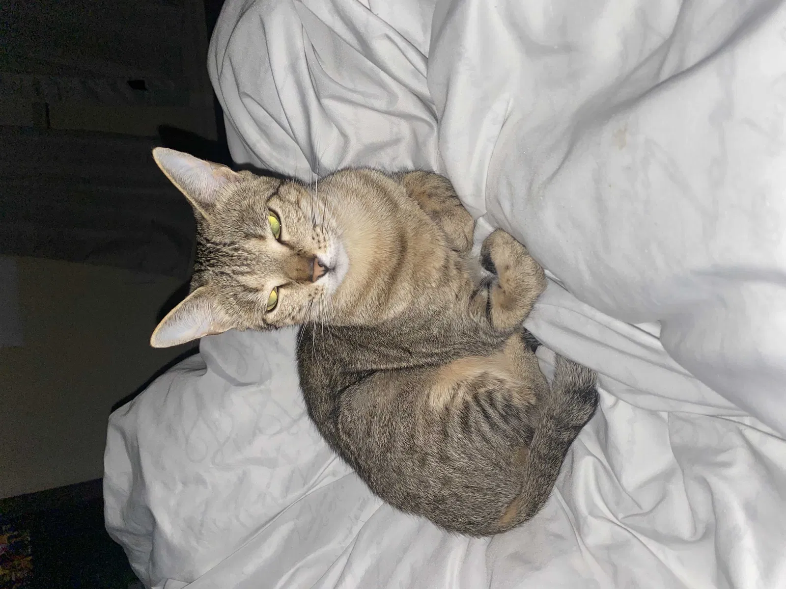 Lost cat in Poteet, TX, 78065