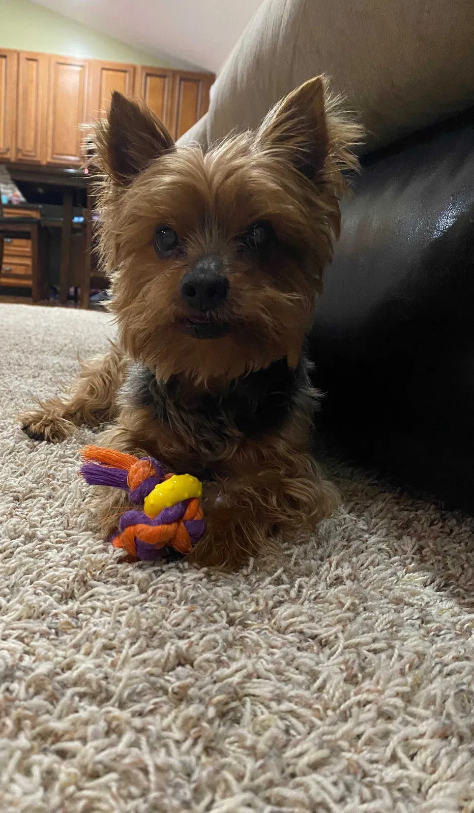 Lost dog in Williamsburg, OH, 45176