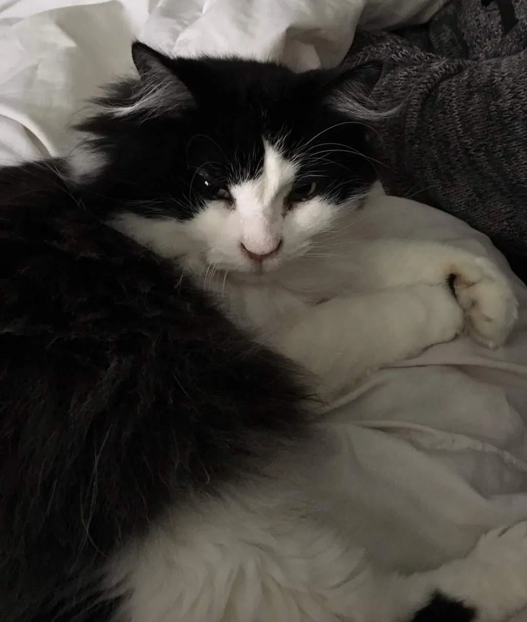 Lost cat in Ypsilanti, MI, 48197